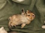 Bear special temp rate - Scottish Fold Cat For Sale - Elmhurst&comma; NY&comma; US