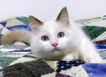 Fudge - Ragdoll Cat For Sale - Tuscaloosa&comma; AL&comma; US