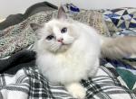 Cynthia - Ragdoll Cat For Sale - Tuscaloosa&comma; AL&comma; US