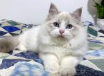 Louie - Ragdoll Cat For Sale - Tuscaloosa&comma; AL&comma; US