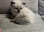 muffin - Himalayan Cat For Sale - Barrington&comma; IL&comma; US