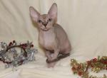 Lolita - Sphynx Cat For Sale - Brooklyn&comma; NY&comma; US