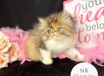 Exotic Girl Faith Reserved - Exotic Cat For Sale - Ottawa&comma; KS&comma; US