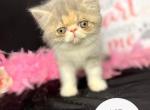Exotic Girl Fiona Reserved - Exotic Cat For Sale - Ottawa&comma; KS&comma; US