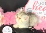 Francine Reserved - Exotic Cat For Sale - Ottawa&comma; KS&comma; US