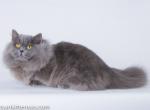 Yosie Minuet napoleon blue boy longhair short legs - Munchkin Cat For Sale - TX&comma; US