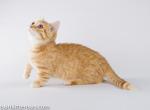 Fufurka orange munchkin red girl with short legs - Munchkin Cat For Sale - TX&comma; US