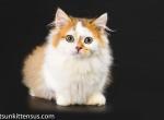 Cafner Minuet napoleon golden longhair short legs - Munchkin Cat For Sale - TX&comma; US
