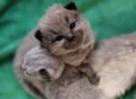 Torque - Ragdoll Cat For Sale - Attica&comma; MI&comma; US