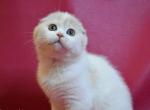Cream & white scottish fold baby girl Garmonia - Scottish Fold Cat For Sale - TX&comma; US