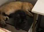 Heyly reserved - Minuet Cat For Sale - Elmhurst&comma; NY&comma; US
