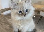 Pink Collar Girl - Siberian Cat For Sale - Rosenberg&comma; TX&comma; US