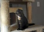 Calli special temp rate - Scottish Fold Cat For Sale - Elmhurst&comma; NY&comma; US