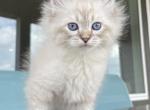 Green Collar Boy - Siberian Cat For Sale - Rosenberg&comma; TX&comma; US