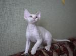 snow ball - Devon Rex Cat For Sale - Rancho Cucamonga&comma; CA&comma; US