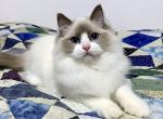 Lil - Ragdoll Cat For Sale - Tuscaloosa&comma; AL&comma; US