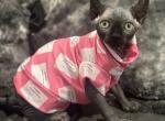 Female Sphynx available - Sphynx Cat For Sale - Brooklyn&comma; NY&comma; US