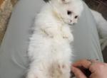 Mochi - Munchkin Cat For Sale - Elmhurst&comma; NY&comma; US