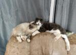 Tucker - Manx Cat For Sale - Mokelumne Hill&comma; CA&comma; US