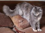 Sage - Maine Coon Cat For Sale - Santa Maria&comma; CA&comma; US