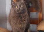 Topaz - Maine Coon Cat For Sale - Santa Maria&comma; CA&comma; US