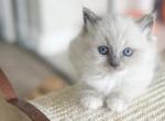 The Eye Candies - Ragdoll Cat For Sale - Fontana&comma; CA&comma; US