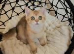 Lina - Scottish Straight Cat For Sale - New York&comma; NY&comma; US
