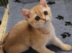 Theia - Scottish Straight Cat For Sale - New York&comma; NY&comma; US