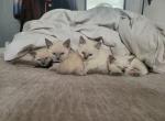 Siamese Ragdoll Liter - Ragdoll Cat For Sale - Eau Claire&comma; WI&comma; US