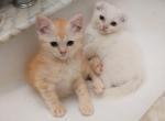 Golden boy - British Shorthair Cat For Sale - Elmhurst&comma; NY&comma; US