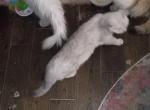 Apollo - British Shorthair Cat For Sale - Elmhurst&comma; NY&comma; US