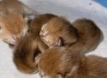 Golden Dream - British Shorthair Cat For Sale - Fort Wayne&comma; IN&comma; US