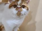 Noble aka Leo - Exotic Cat For Adoption - Lemont&comma; IL&comma; US