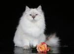 MY DARLING LYUMUR - Siberian Cat For Sale - NY&comma; US