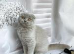Barbie 1 - Scottish Fold Cat For Sale - Chicago&comma; IL&comma; US