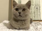 Daisy - British Shorthair Cat For Sale - Battle Ground&comma; WA&comma; US