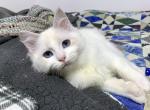 Thyme - Ragdoll Cat For Sale - Tuscaloosa&comma; AL&comma; US