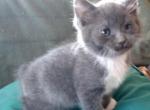 Squeek Polydactyl Manx Scottish Straight - Manx Cat For Sale - Mokelumne Hill&comma; CA&comma; US