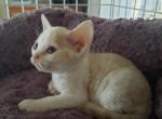 Blondie - Devon Rex Cat For Sale - Stanford&comma; MT&comma; US
