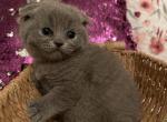 Blue star - Scottish Fold Cat For Sale - Fort Wayne&comma; IN&comma; US
