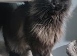 Poly blacksmoke mainecoon - Maine Coon Cat For Sale - Frenchtown&comma; MI&comma; US