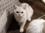 Apollo - British Shorthair Cat For Sale - Elmhurst&comma; NY&comma; US