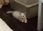 Lala special temp rate - Minuet Cat For Sale - Elmhurst&comma; NY&comma; US