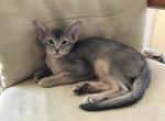 Blue  boy purebred - Abyssinian Cat For Sale - Spring Hill&comma; FL&comma; US