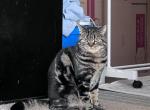 Tiger - Scottish Straight Cat For Sale - North Richland Hills&comma; TX&comma; US