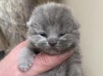 Esmeralda - Scottish Fold Cat For Sale - North Richland Hills&comma; TX&comma; US