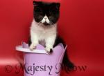 Leyla - Exotic Cat For Sale - Yucca Valley&comma; CA&comma; US