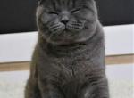 Gray scottish fold plushy teddy bear blue color - Scottish Fold Cat For Sale - CA&comma; US