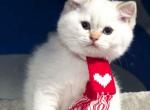 LA located Arisha blue eyed golden shaded point - British Shorthair Cat For Sale - CA&comma; US