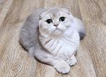 Lola3 - Scottish Fold Cat For Sale - Chicago&comma; IL&comma; US